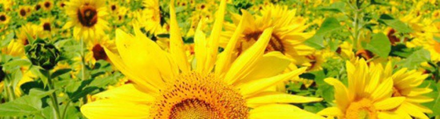 Cultural Tours, Small Group Travel, Small Group Tours, Judith Salmon Travel, Salmon Plus, World Art Tours